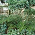 Chamaecyparis 'Boulevard et Polystichum